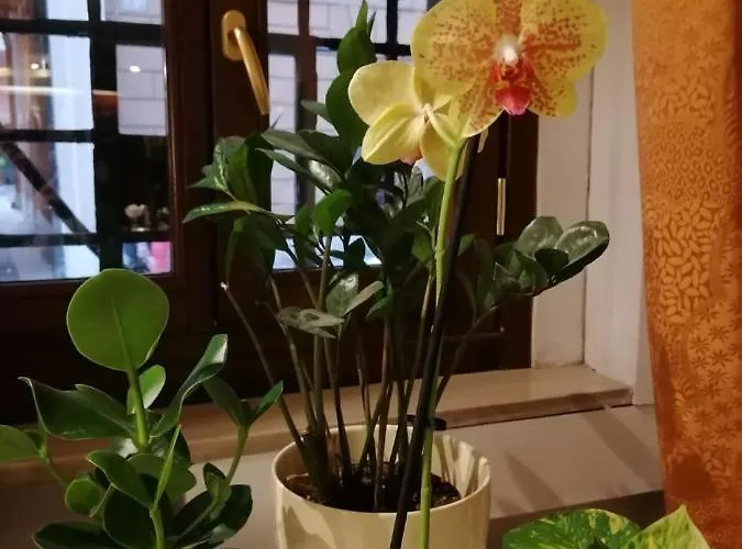 Julia Trevi - Spagna فندق